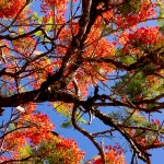 Flamboyant, Païamboué