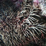 Etoile de mer mangeuse de corail - Acanthaster