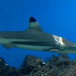 Requin pointe noire