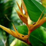 Inflorescence d'Heliconia sp.