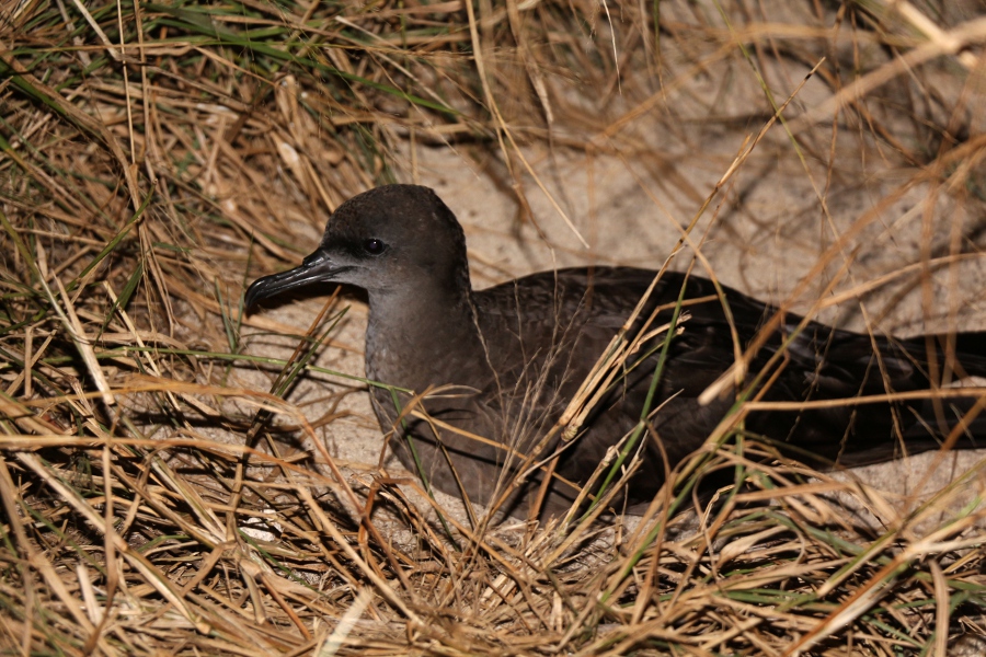 Puffin - Pindaï - 03/2013