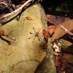 Jolie araignée d'eau