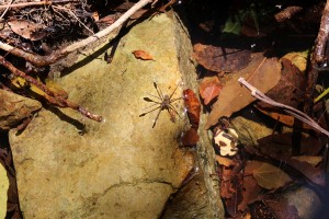 Jolie araignée d'eau